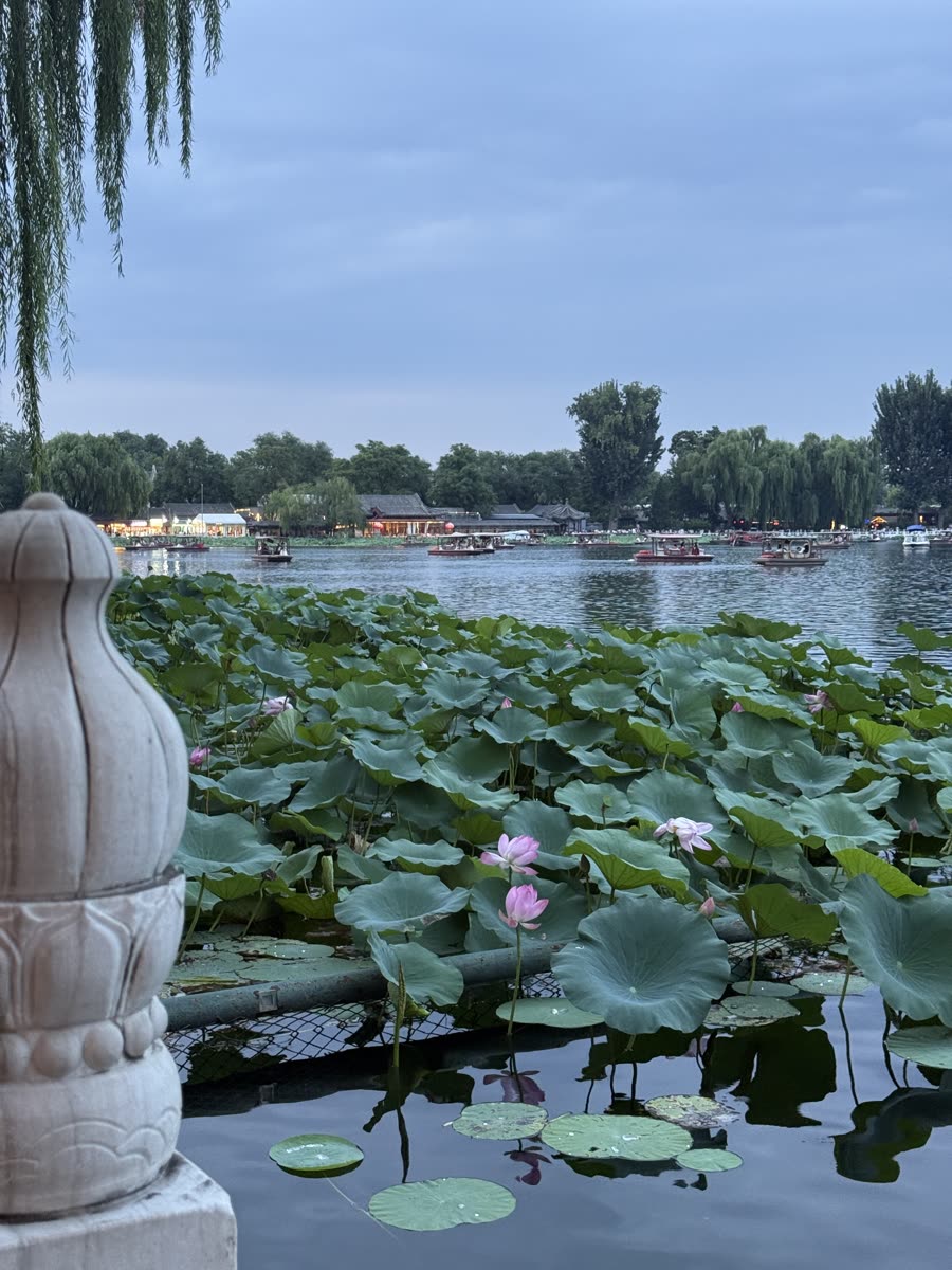 Shichahai Lotus