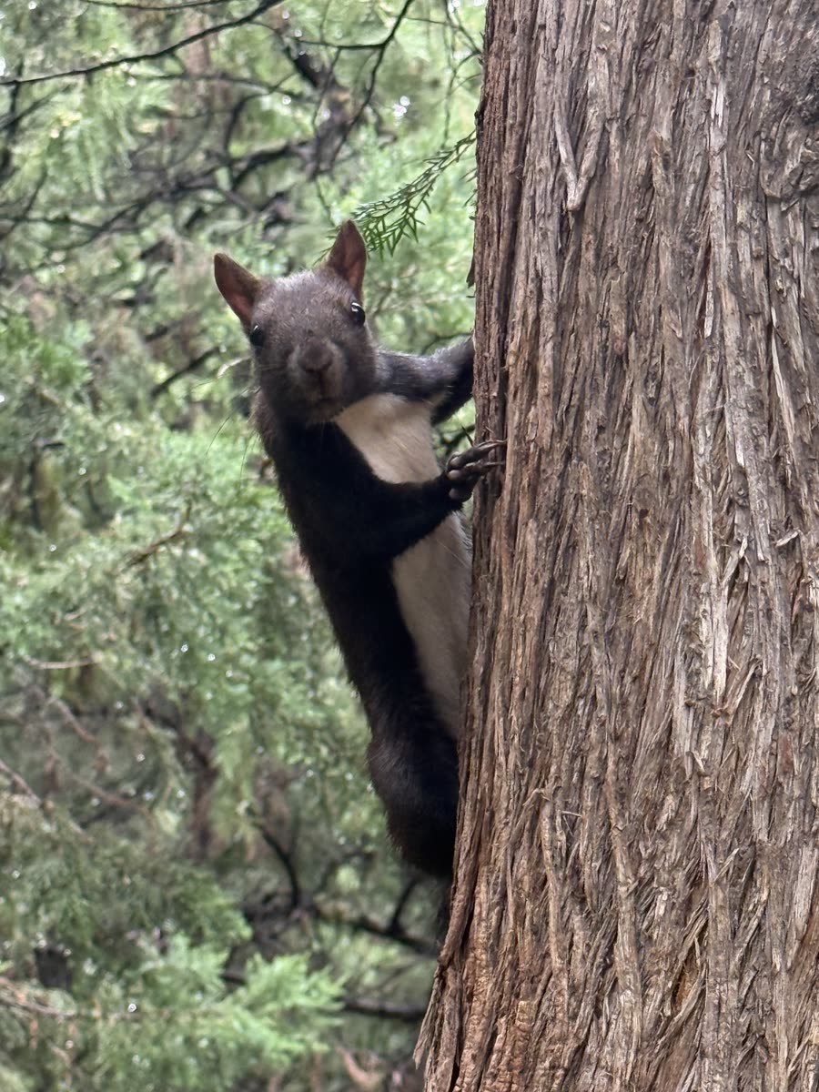 Temple of Heaven Squirrel